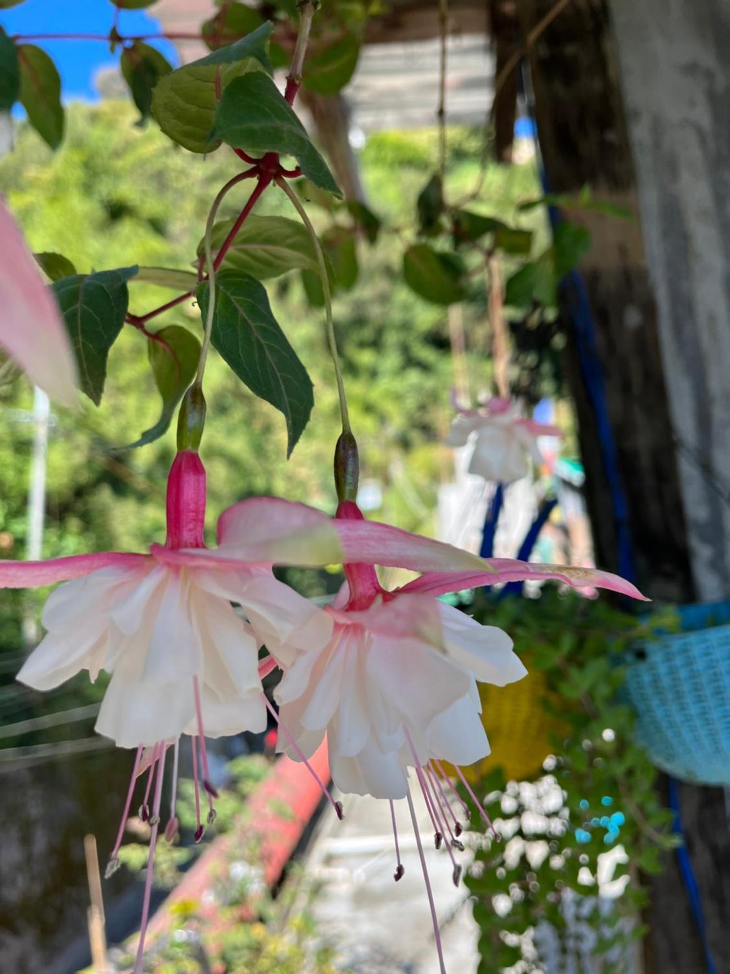 Shalom Inn Home Stay Darjeeling  Exterior foto